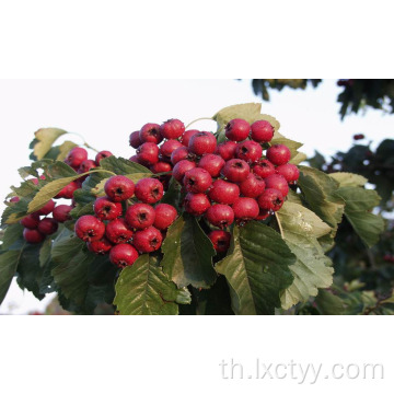 ชาขนม Hawthorn